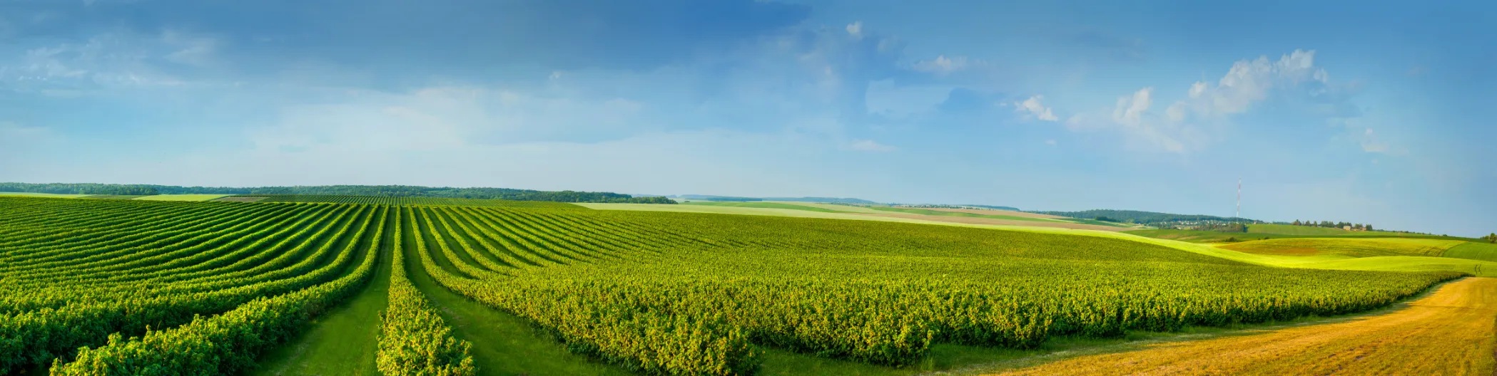 L’efficacité des biosolutions vs les produits phytosanitaires classiques : Un changement de paradigme dans l’agriculture